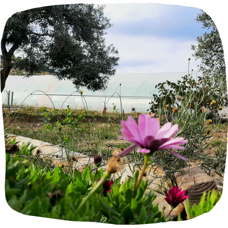 El invernadero entre flores y olivos
